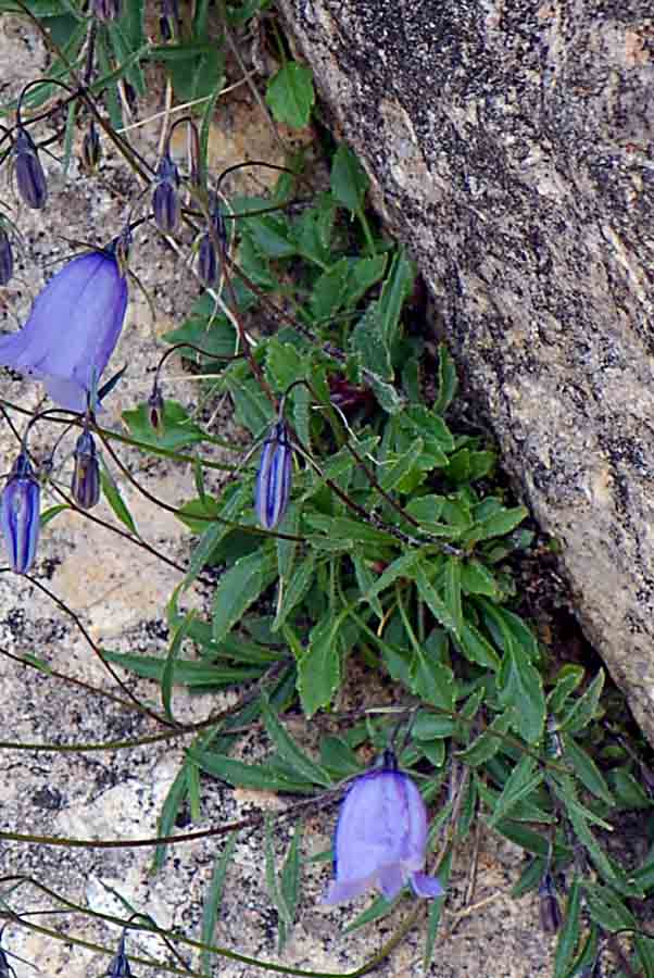 Campanula cochleariifolia / Campanula dei ghiaioni